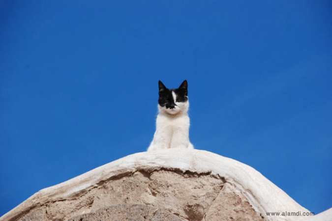 yemen_20100519_2017954983